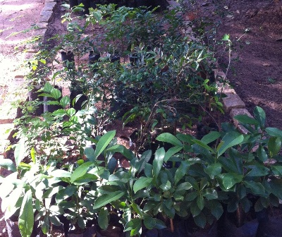 Mudas - Semana do Meio Ambiente