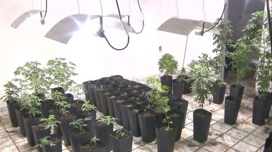 plantacao-de-maconha